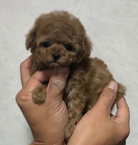 トイプードル⭐️Tカッププードル⭐️Premierクラス⭐️Xmas🌲Special Price🌲 ご来店のお客様へ特別企画‼️ 1ドリンクフリーでお待ちしております💕