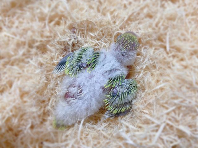 セキセイインコ