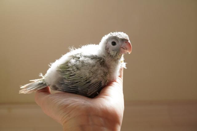 コザクラインコ ノーマル - 子犬や子猫たちのペット販売情報が
