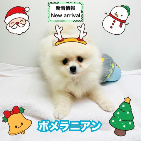 ポメラニアン