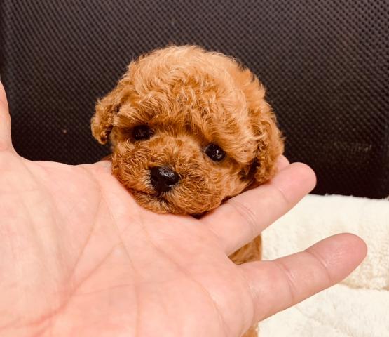 トイプードル⭐️Tカッププードル⭐️プレミアクラス⭐️今がチャンス‼️60%OFF‼️オープニング特別プライス⭐️