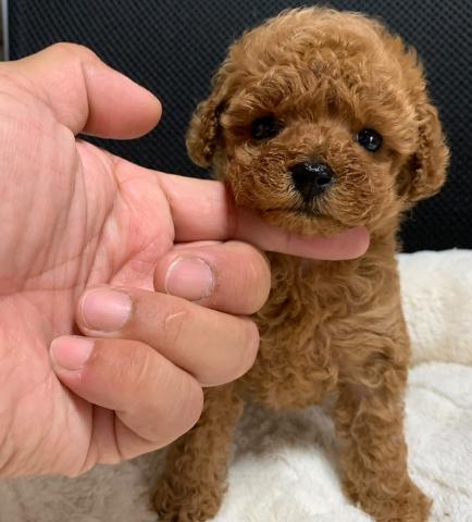 トイプードル⭐️プレミアクラス⭐️歳末感謝セールの今がチャンス‼️⭐️