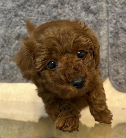 トイプードル小さめなタイニーサイズ⭐️パパは1.7kgのTカップ⭐️煌めく瞳と濃い目レッドの素敵なプレミアクラス⭐️歳末感謝セールの今がチャンス‼️⭐️