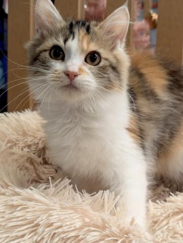 スコティッシュフォールド