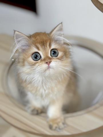 ブリティッシュショートヘア