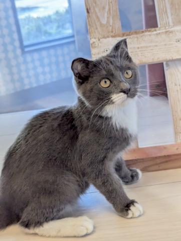 スコティッシュフォールド