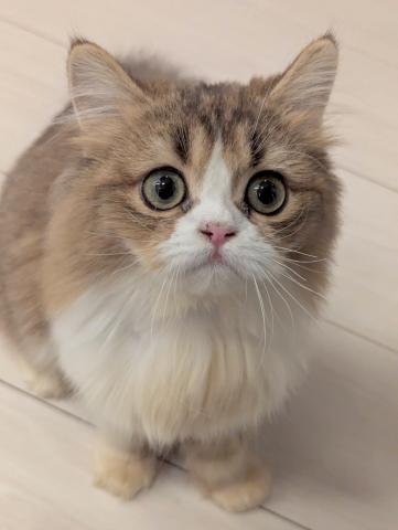 スコティッシュフォールド