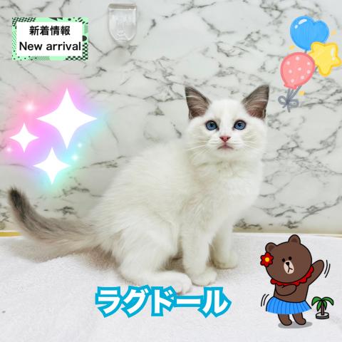 ラグドール