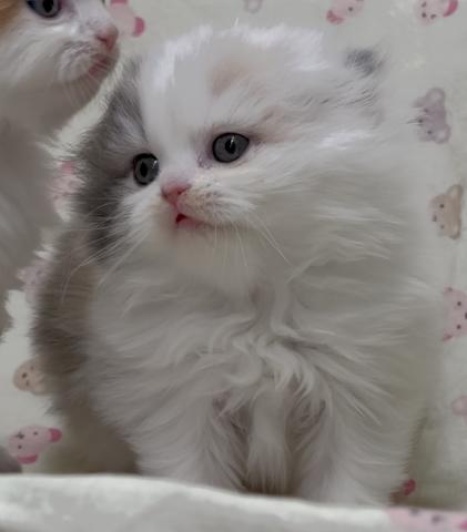 スコティッシュフォールド