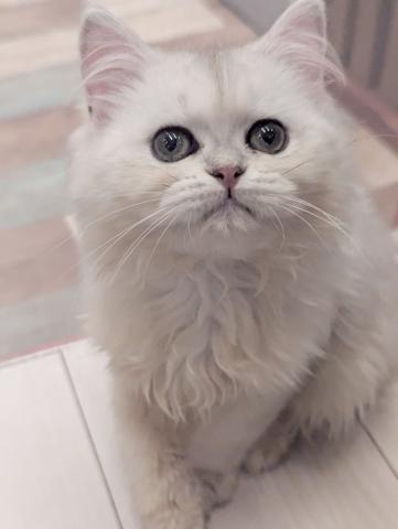 ペルシャ・ヒマラヤン