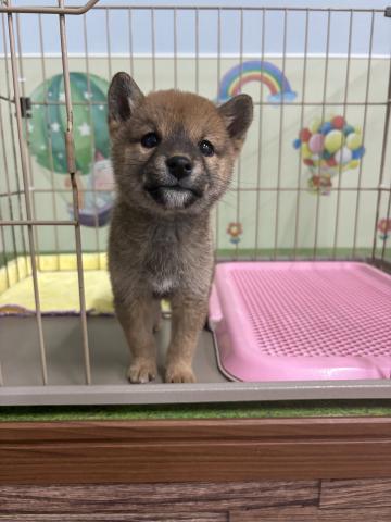 柴犬