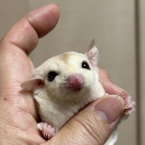 クリミノモザイク　possヘテロリューシ