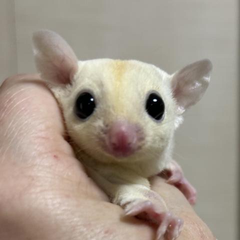 リューシ