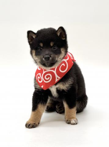 柴犬