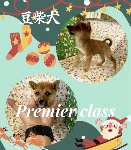 柴犬⭐️豆柴犬⭐️Premierクラス⭐️Xmas🌲Special Price🌲