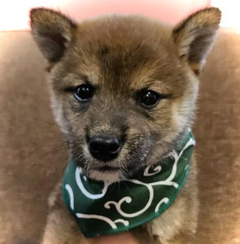 柴犬⭐️豆柴犬⭐️貴重な胡麻毛⭐️プレミアクラス⭐️歳末感謝セールの今がチャンス‼️⭐️