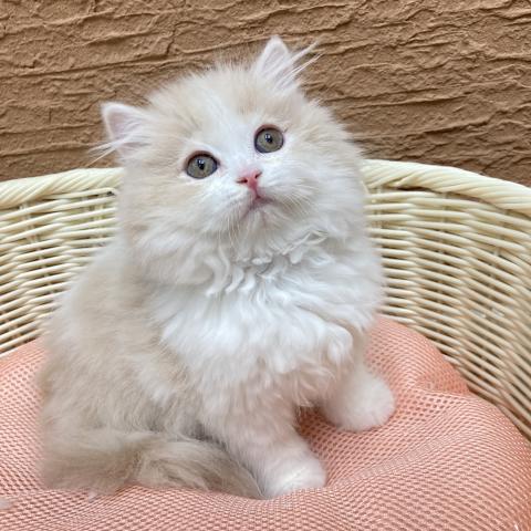マンチカン