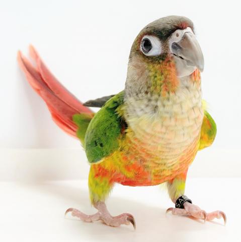 ワキコガネウロコインコ