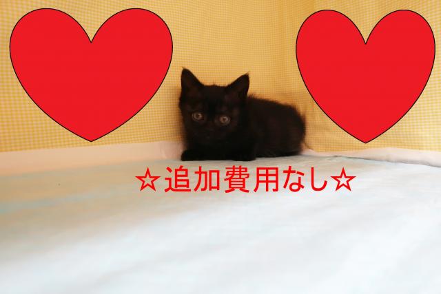 ミヌエット（旧ナポレオン）