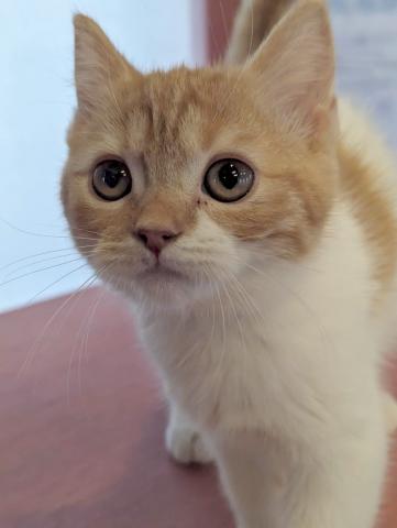 スコティッシュフォールド