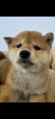 柴犬