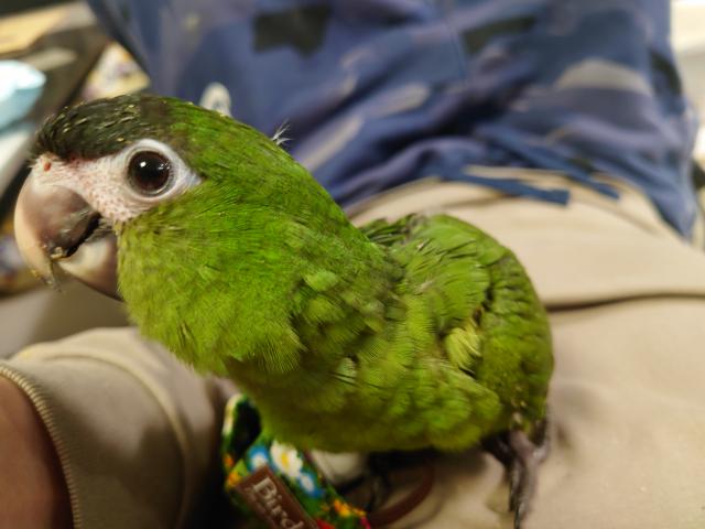 コミドリコンゴウインコ