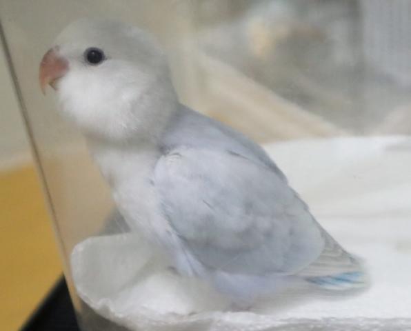 コザクラインコ