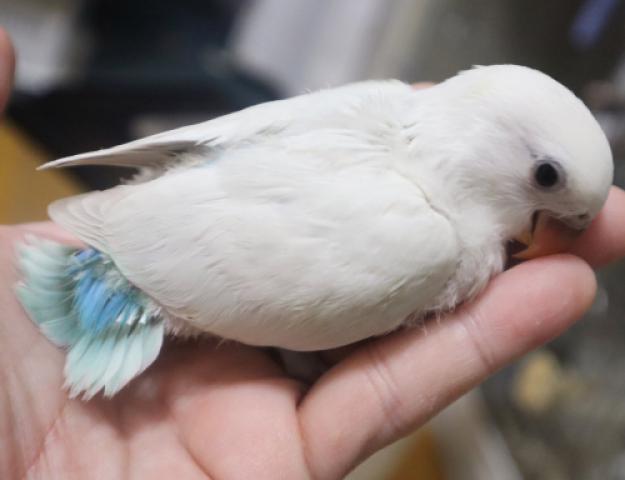 コザクラインコ