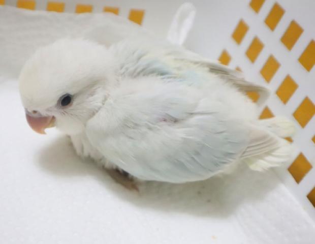 コザクラインコ