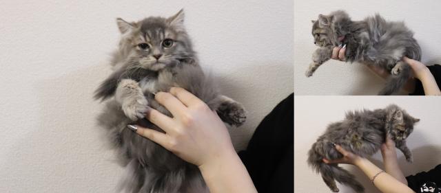 ミヌエット（旧ナポレオン）中足