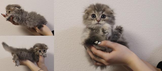 スコティッシュフォールド