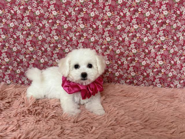 ビションフリーゼ★