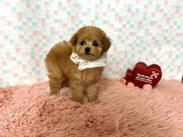 トイプードル★タイニー