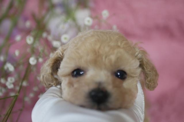 トイプードルタイニープードル