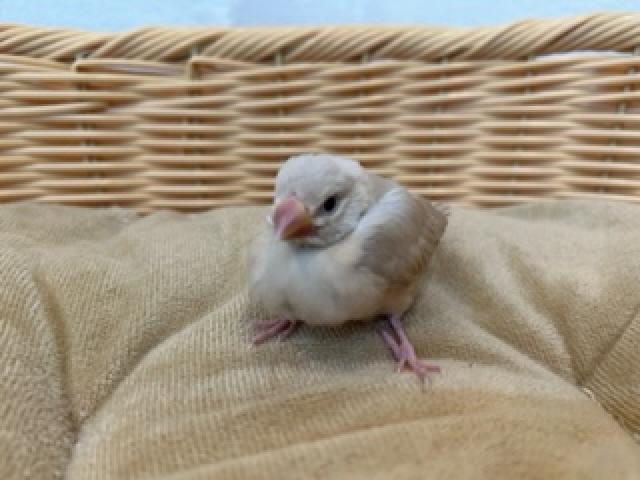 シナモン文鳥