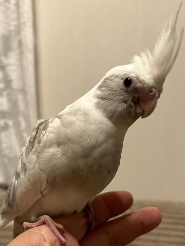 オカメインコエメラルド①