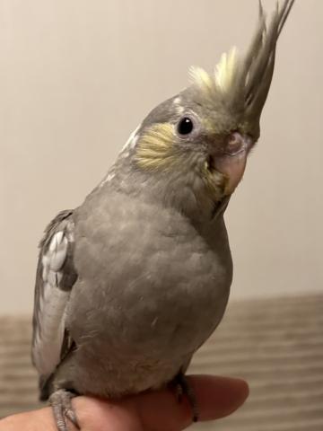 オカメインコエメラルド⑥