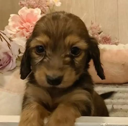 ミニチュアダックスフンド