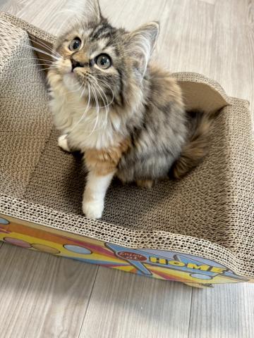 スコティッシュフォールド