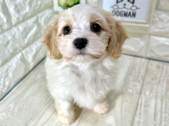 MIXキャバビション