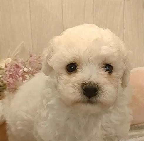 ビションフリーゼ