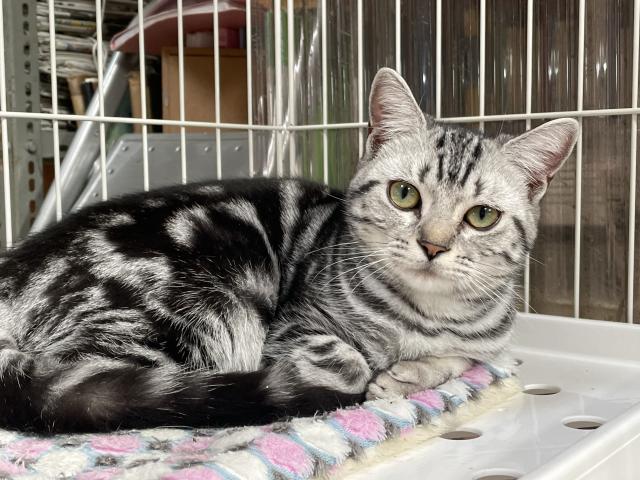 アメリカンショートヘアー