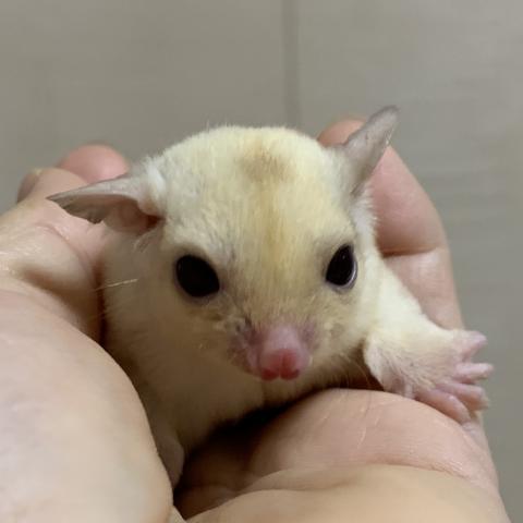 クリミノモザイク　ヘテロリューシ