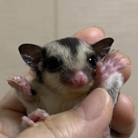 クラシック　66%ヘテロクリミノリューシ
