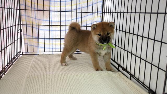 柴犬