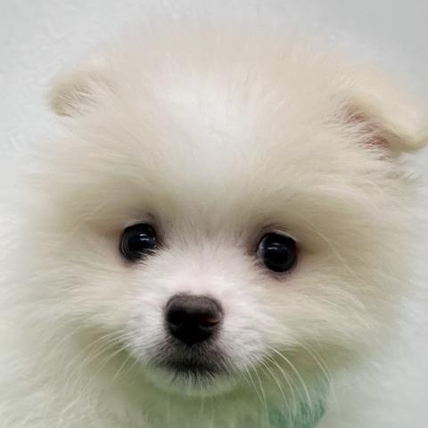 ポメラニアン