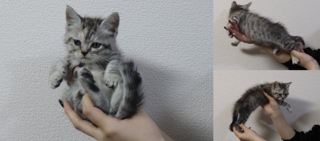 アメリカンカール