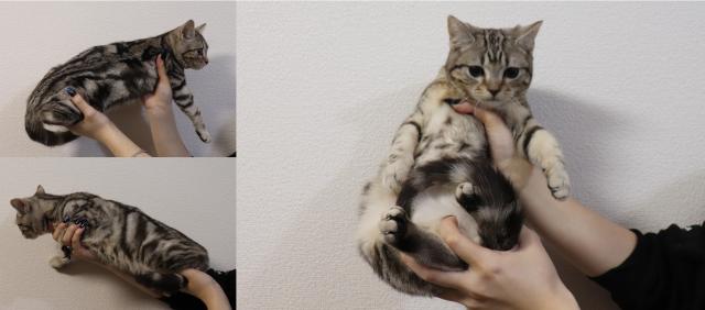 アメリカンショートヘアー