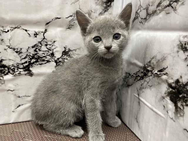 ロシアンブルー