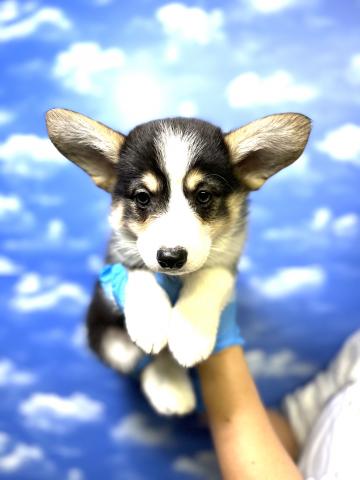 ウェルシュコーギーペンブローク激カワコーギー只今参上です♡♡♡